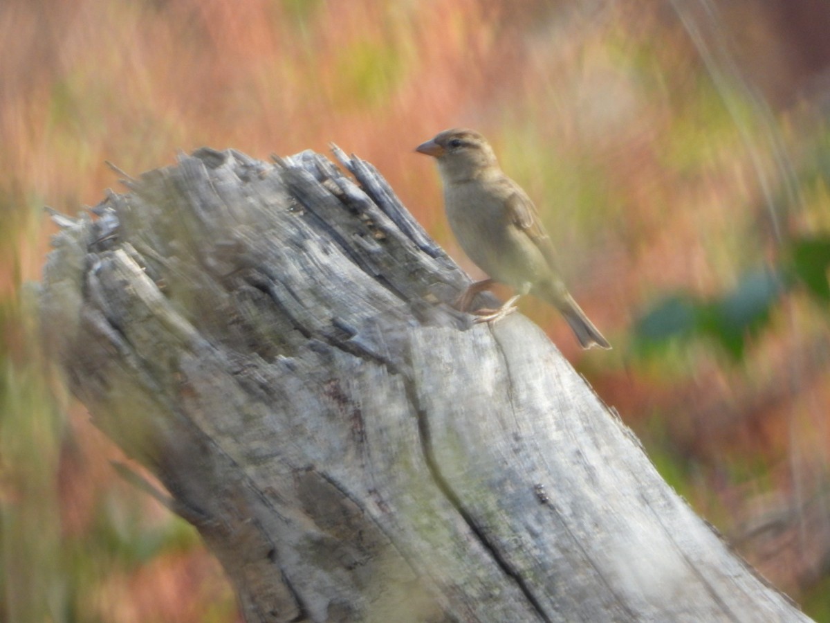 House Sparrow - ML643807892