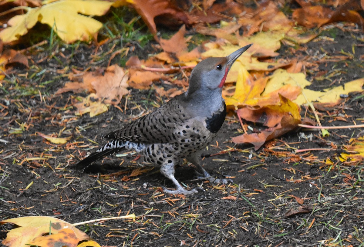 Northern Flicker (Red-shafted) - ML643807897