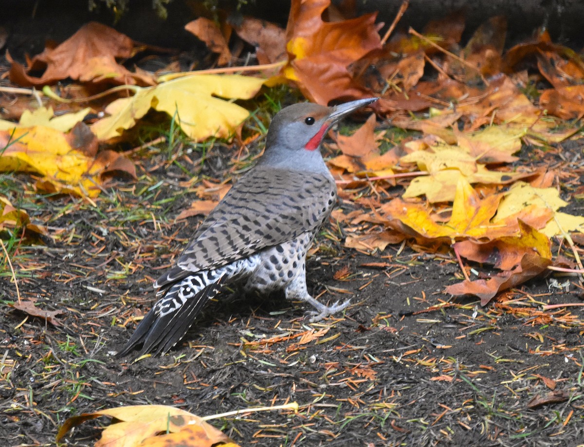 Northern Flicker (Red-shafted) - ML643807898