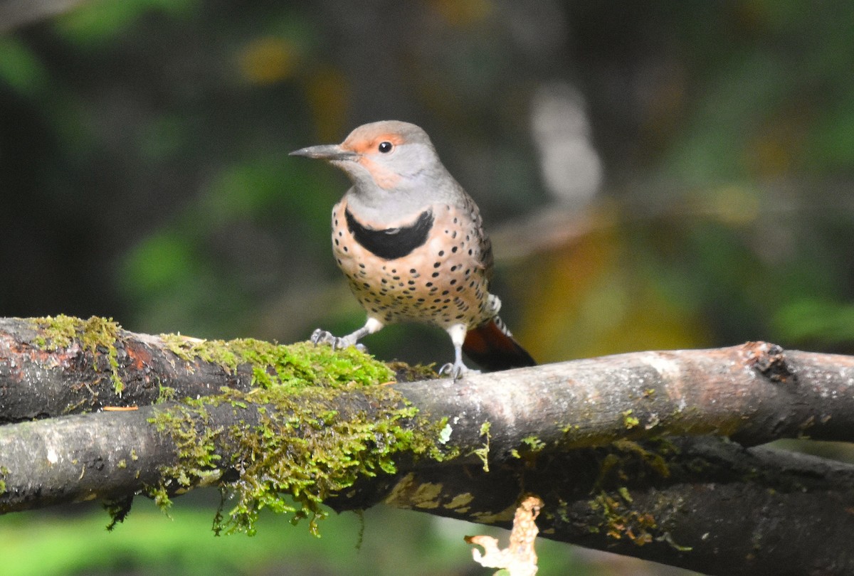 Northern Flicker (Red-shafted) - ML643807918