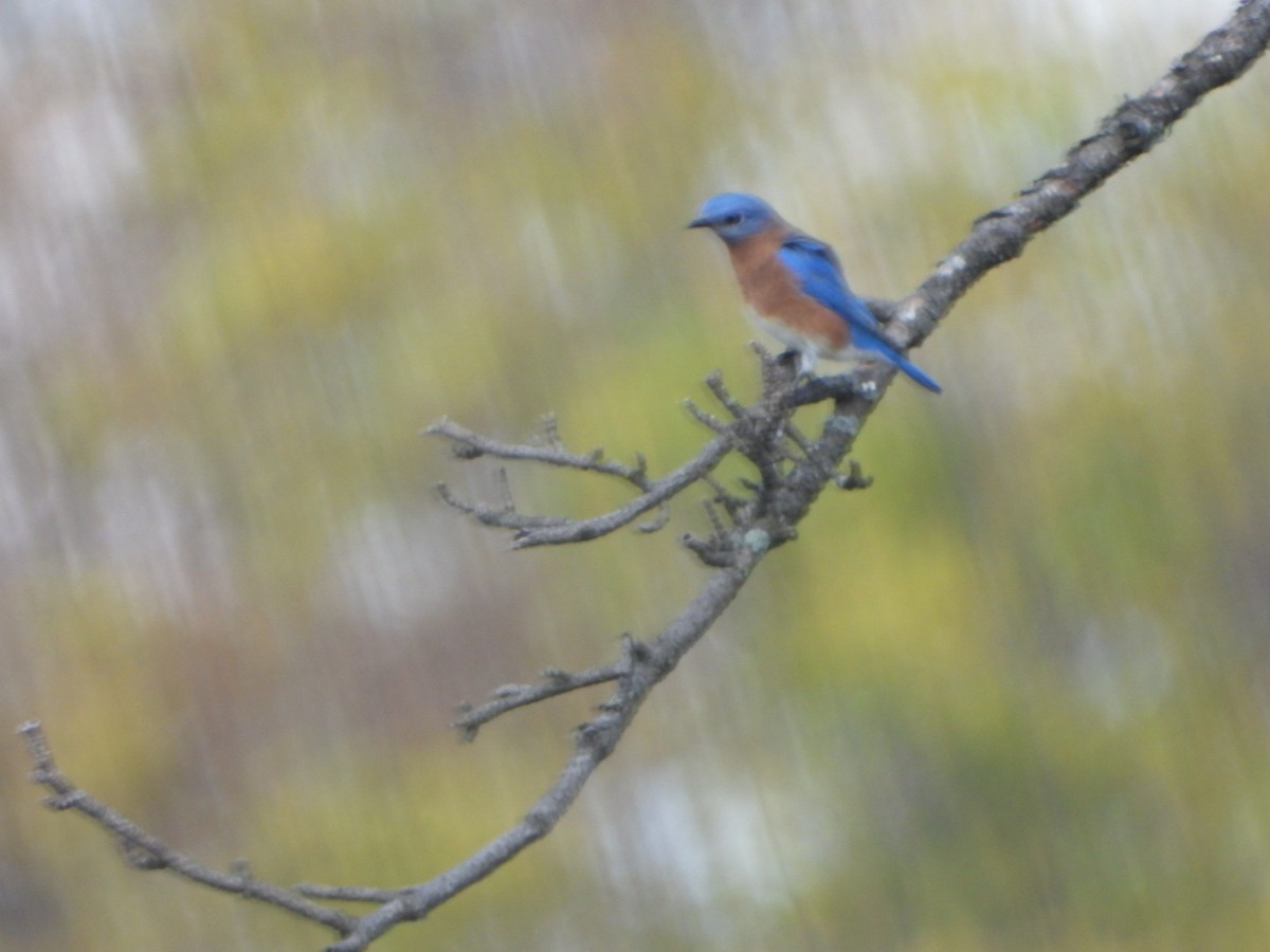 Eastern Bluebird - ML643807926