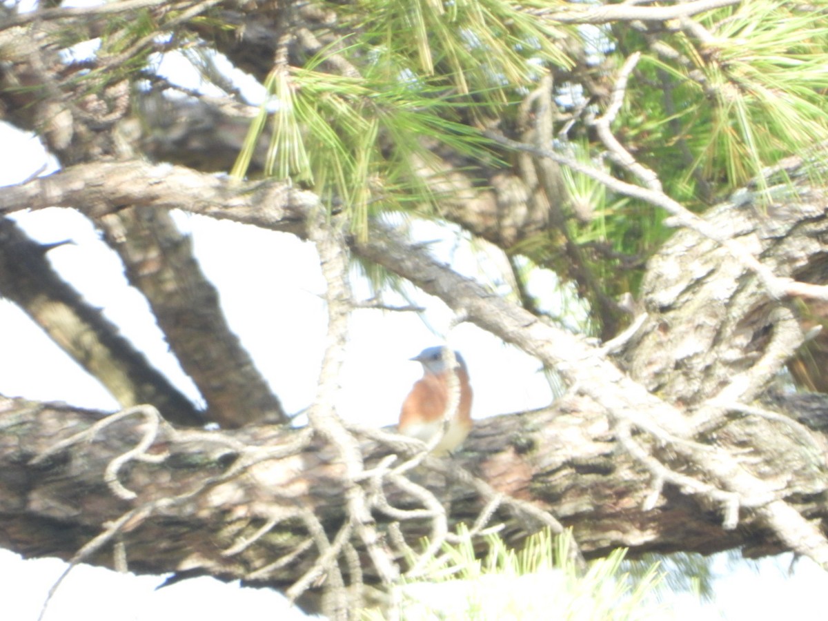 Eastern Bluebird - ML643807927