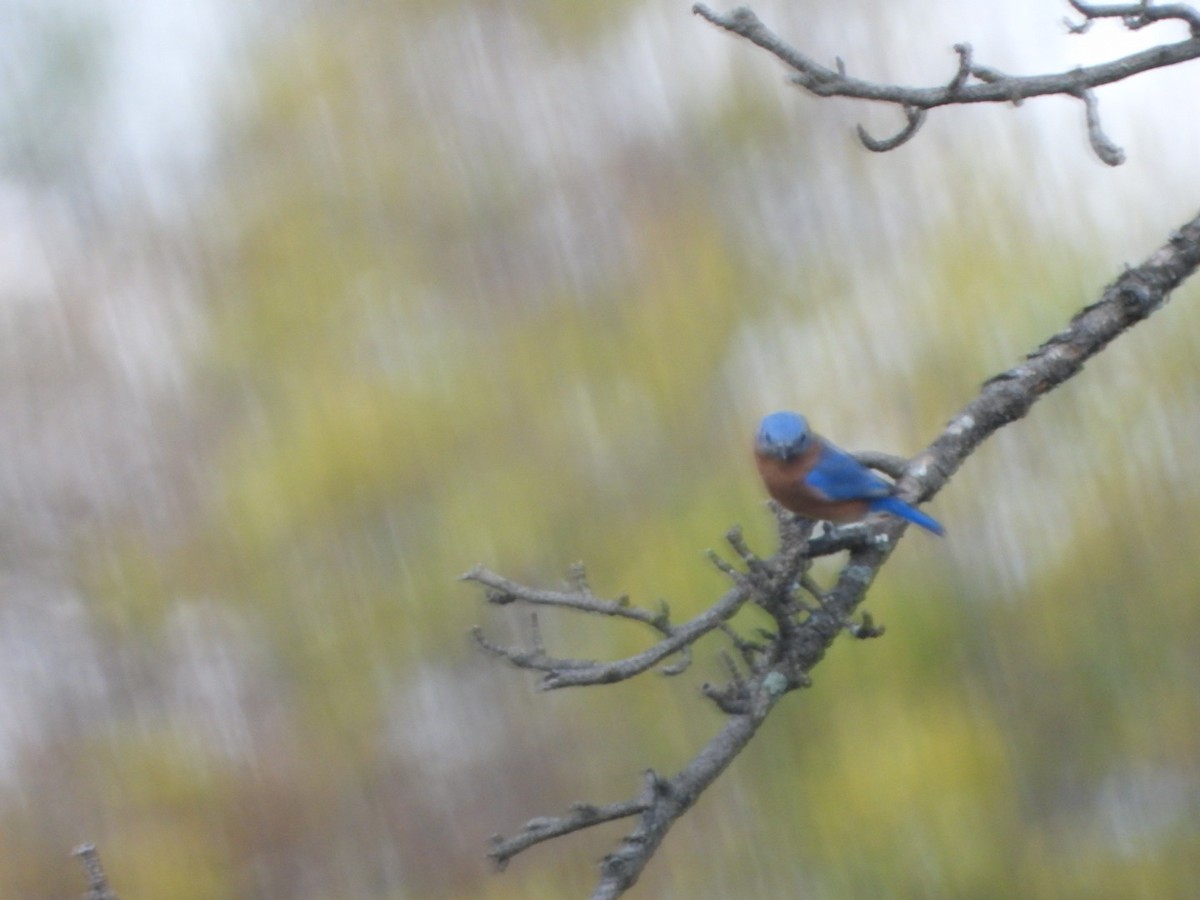 Eastern Bluebird - ML643807928