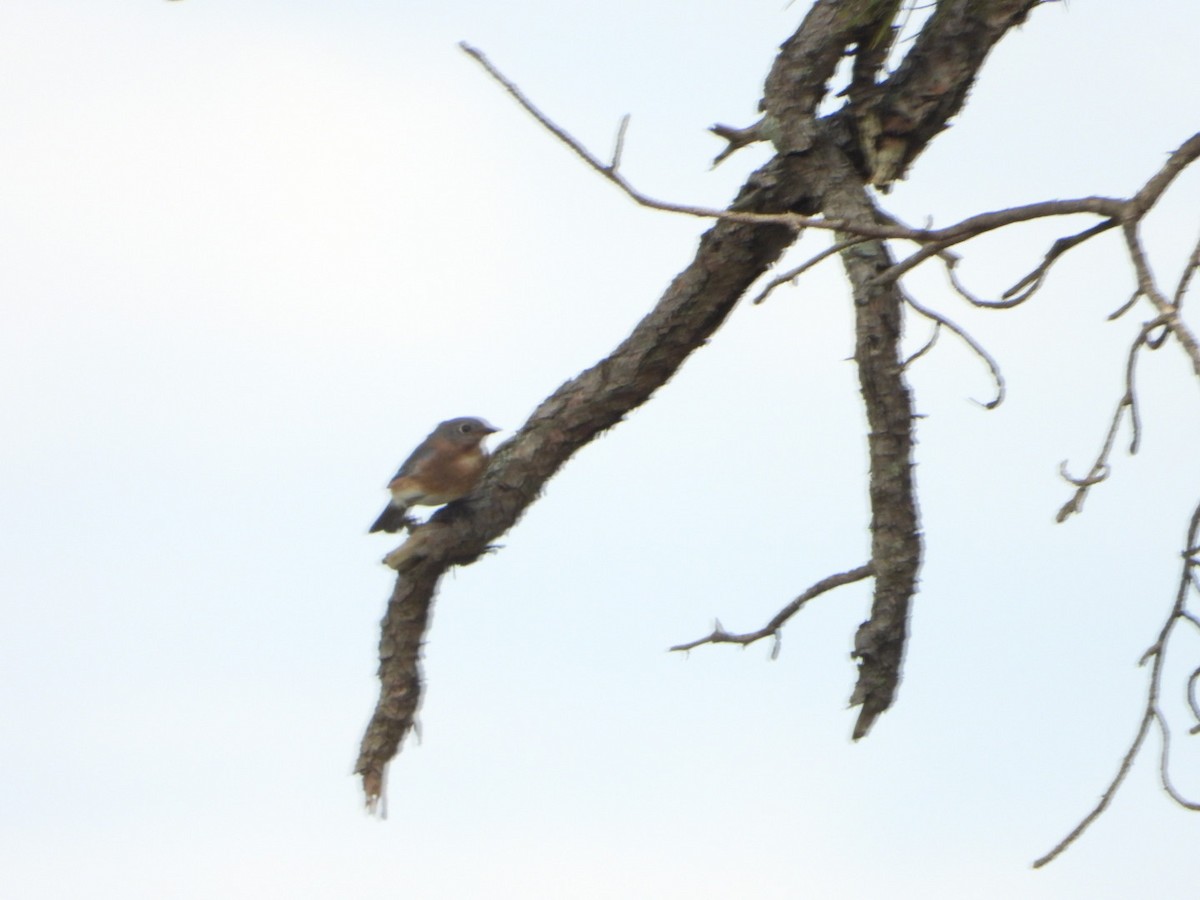 Eastern Bluebird - ML643807929