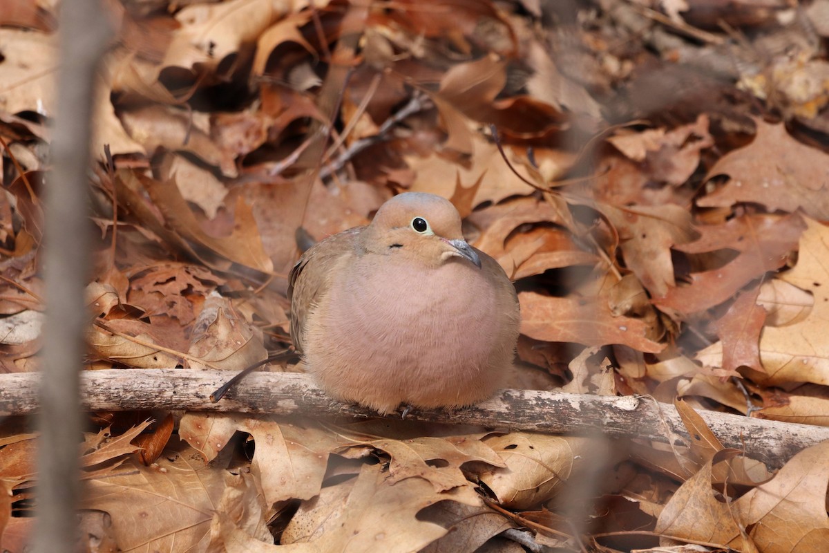 Mourning Dove - ML643807966