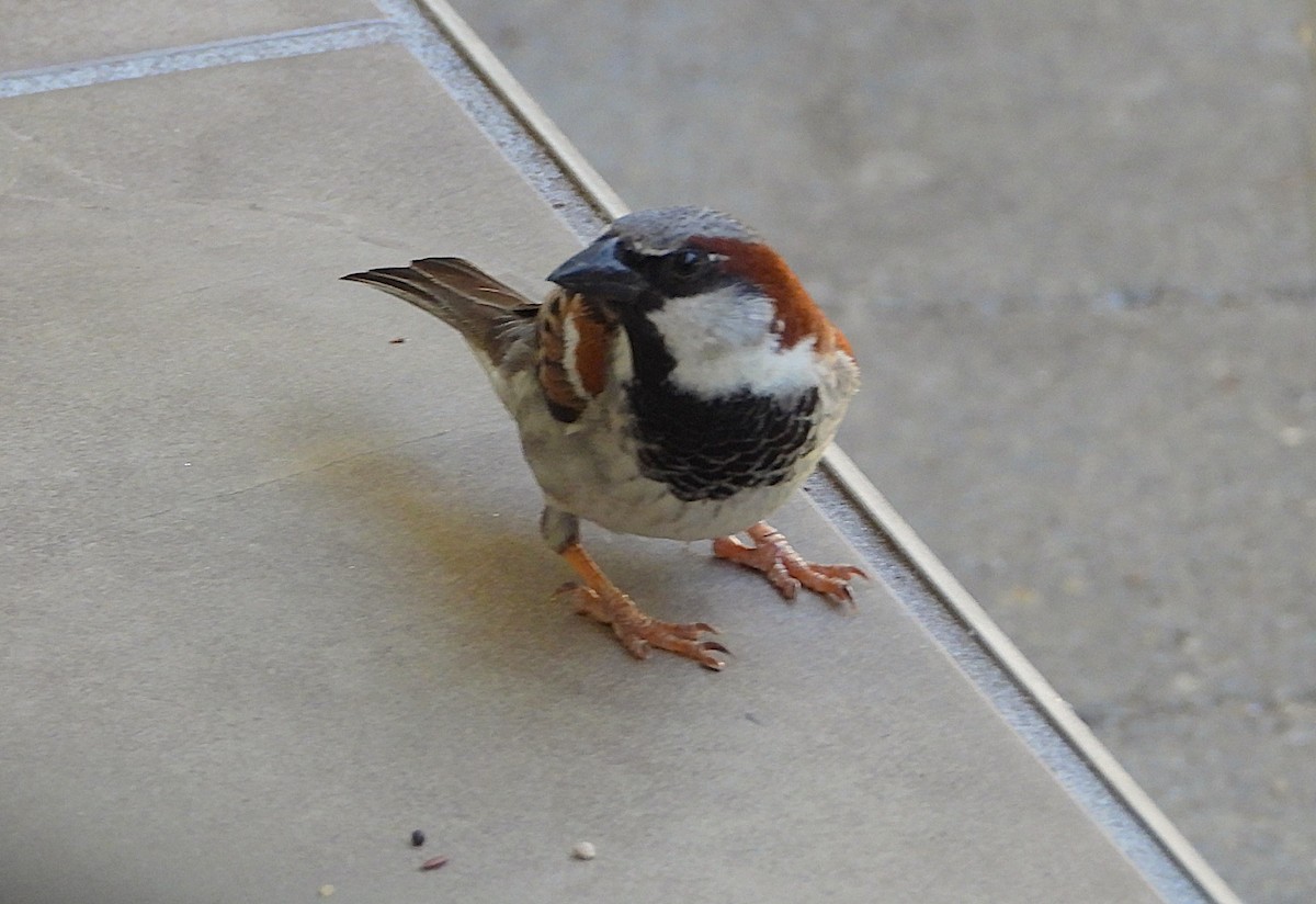 House Sparrow - ML643807967