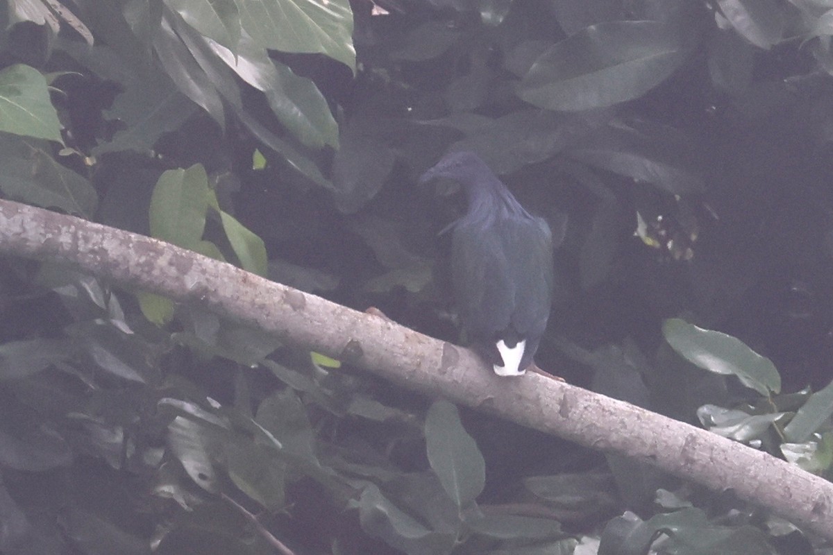 Голуб гривастий - ML643807981