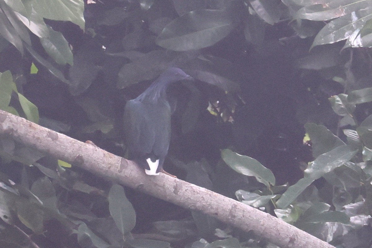 Голуб гривастий - ML643807982