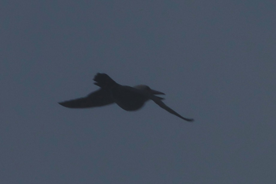 Альціон білоголовий - ML643807992