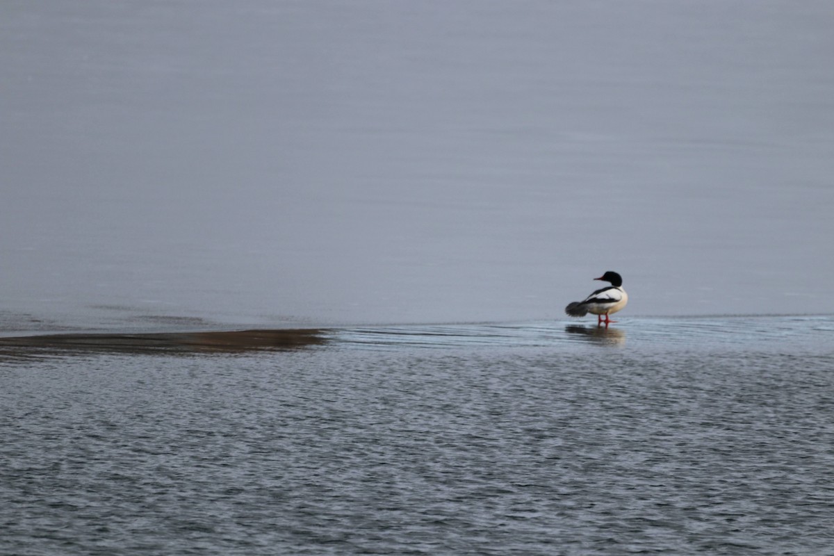 Common Merganser - ML643807994