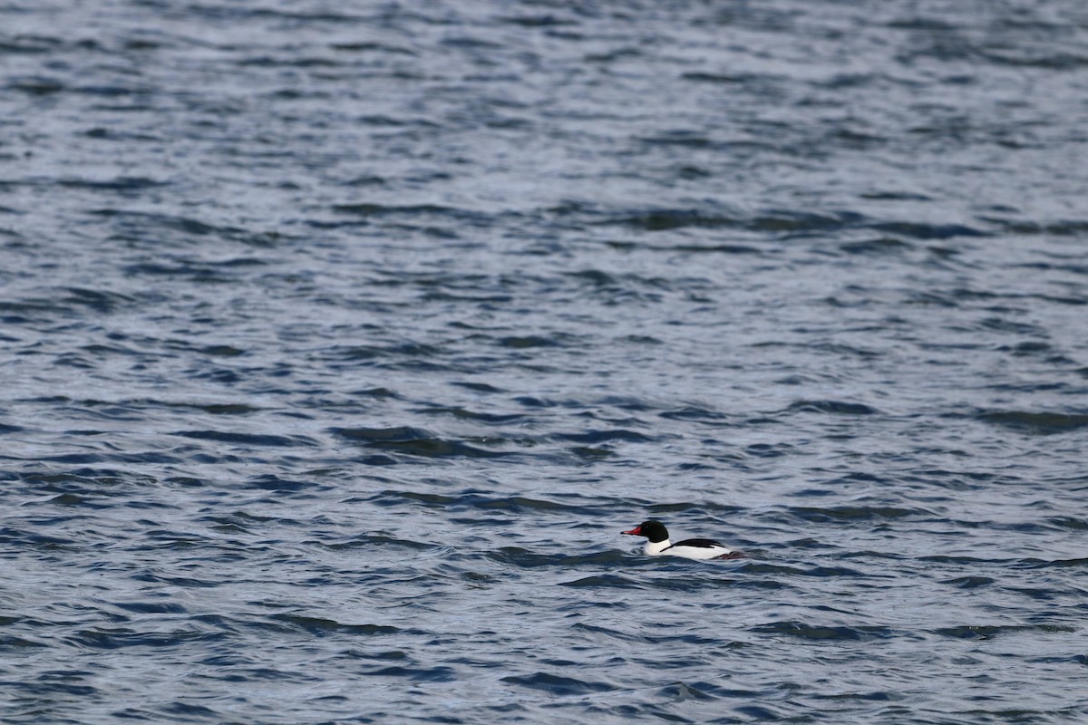 Common Merganser - ML643807995