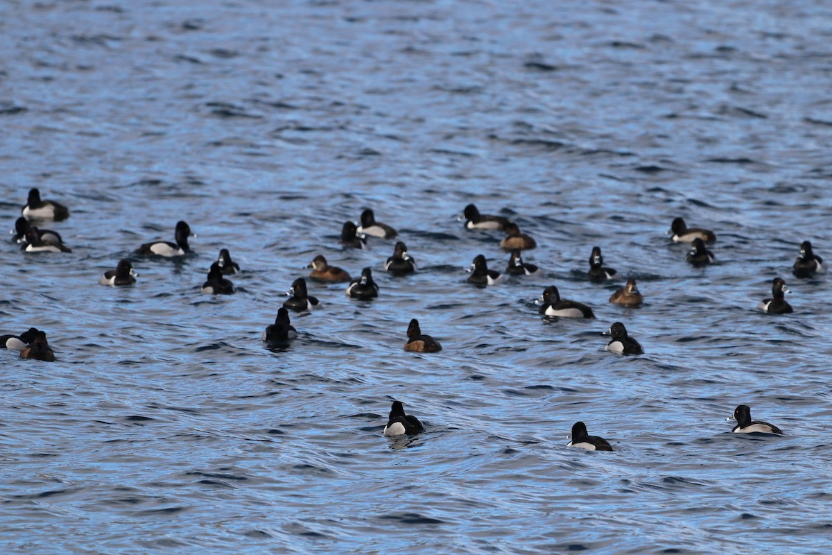 Ring-necked Duck - ML643808022