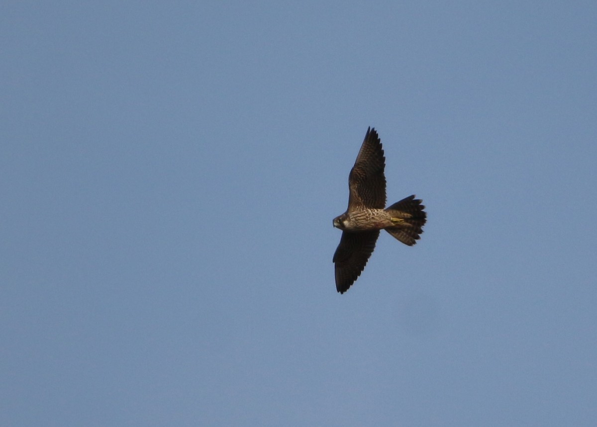 Peregrine Falcon - ML643808028