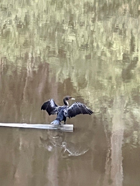 Double-crested Cormorant - ML643808029