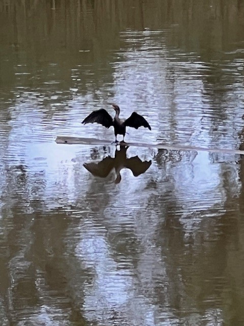 Double-crested Cormorant - ML643808030