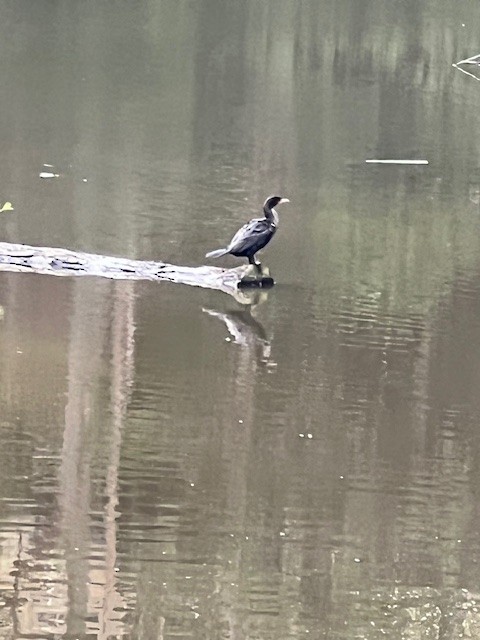 Double-crested Cormorant - ML643808034