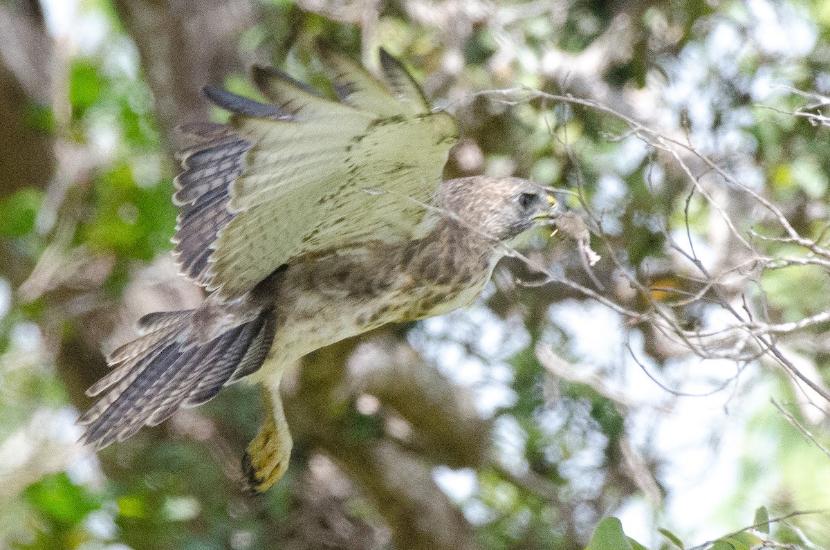 Hawaiian Hawk - ML643808035