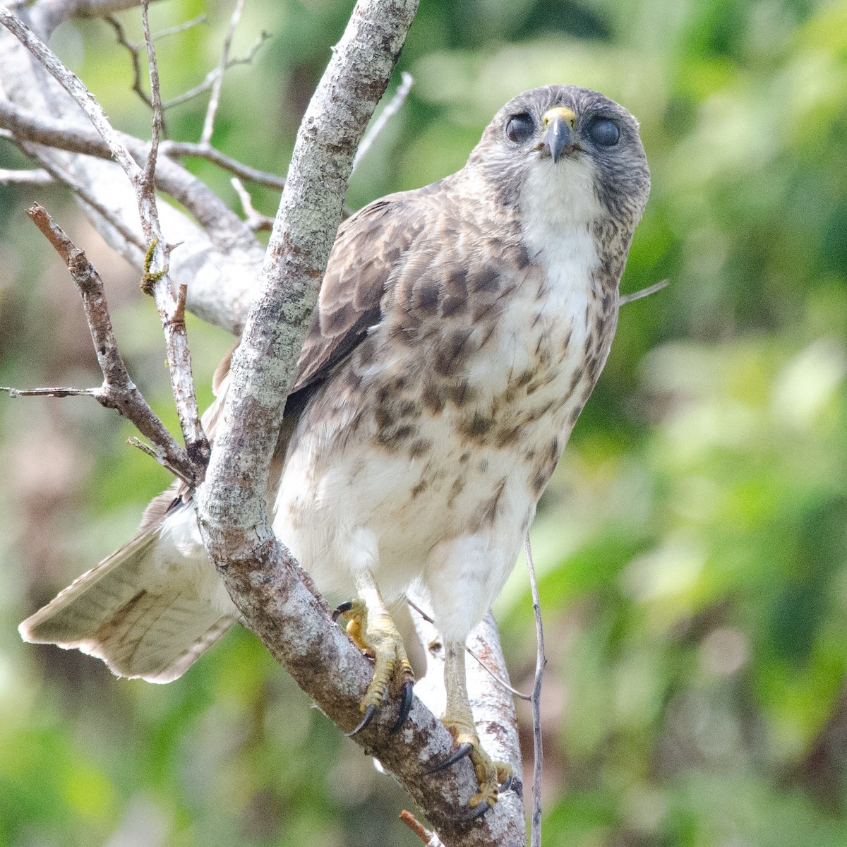 Hawaiian Hawk - ML643808036