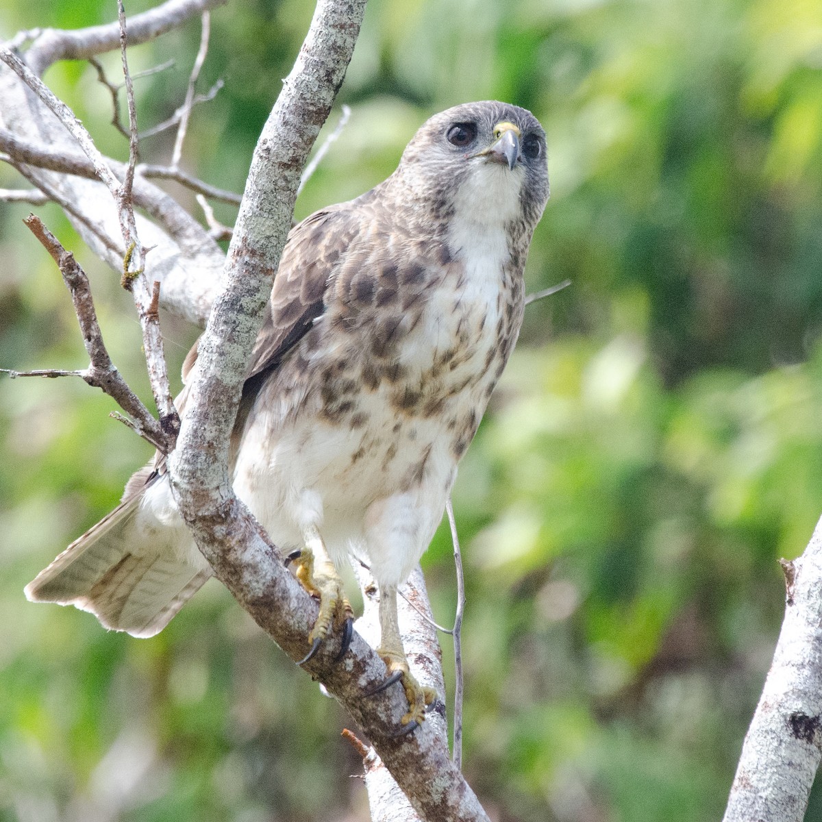 Hawaiian Hawk - ML643808037