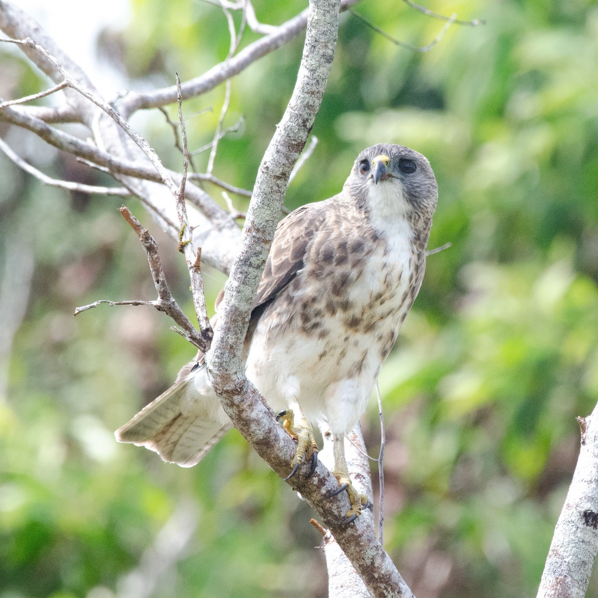 Hawaiian Hawk - ML643808038