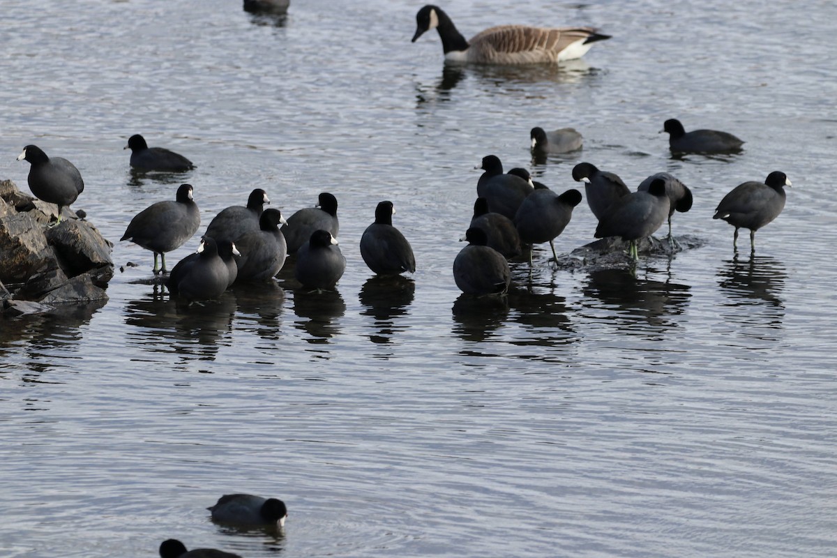 American Coot - ML643808039