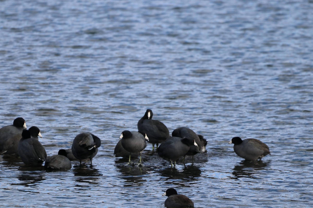 American Coot - ML643808040