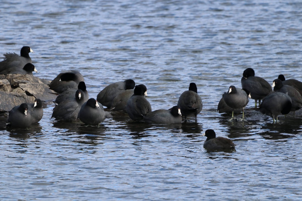 American Coot - ML643808041