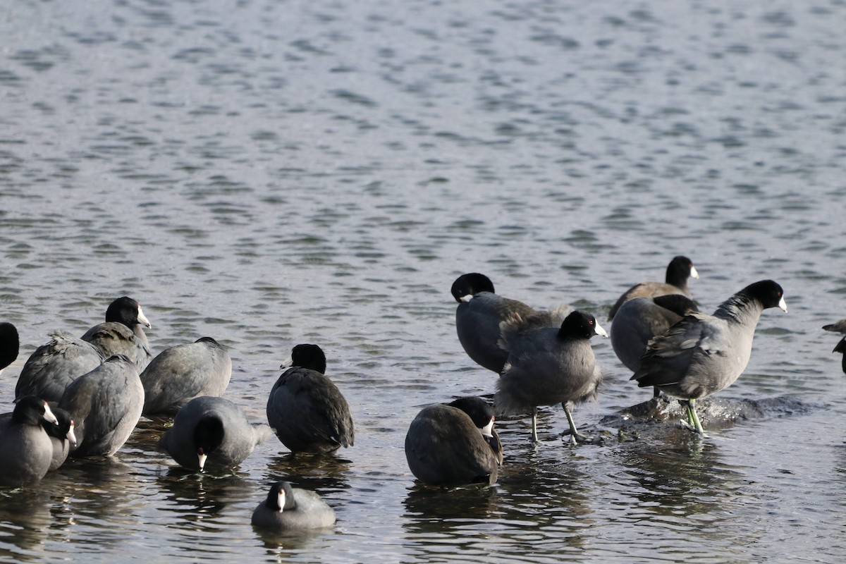 American Coot - ML643808042