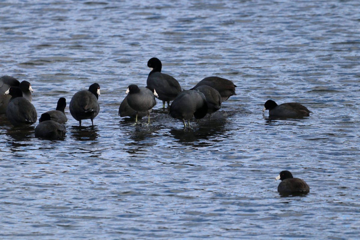 American Coot - ML643808043
