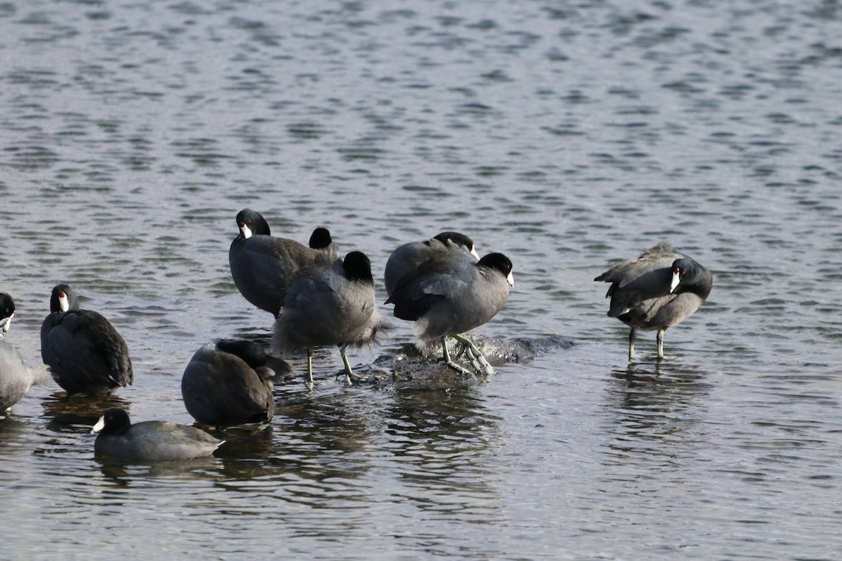 American Coot - ML643808044