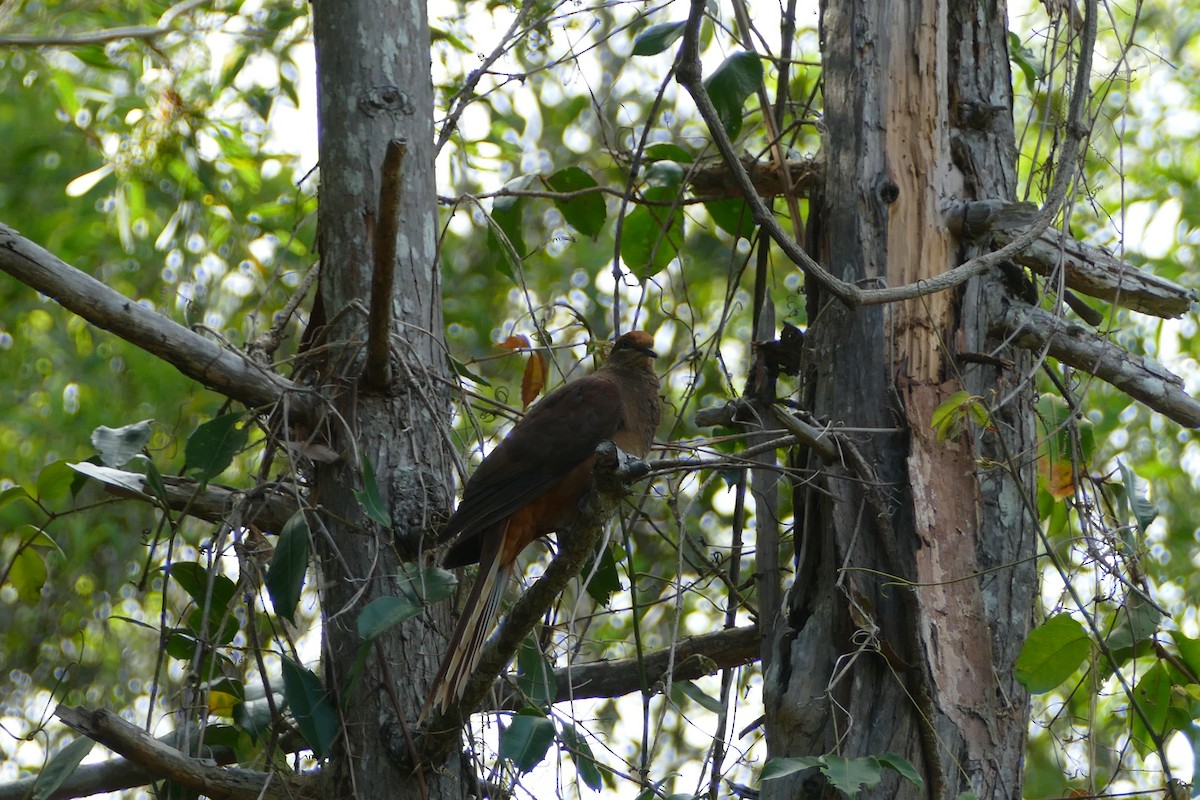 Brown Cuckoo-Dove - ML643808071