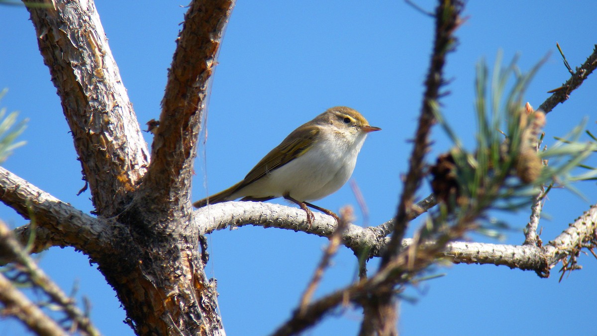 Western Bonelli's Warbler - ML643808082