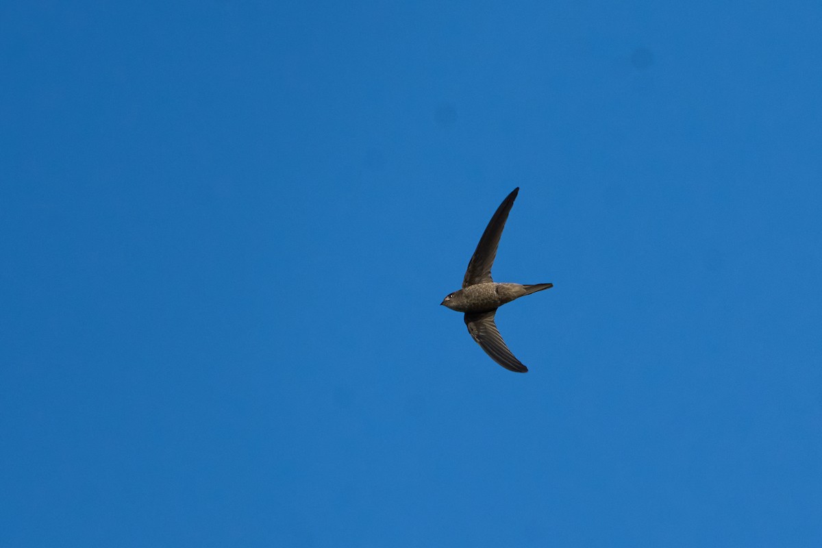 Himalayan Swiftlet (Himalayan) - ML643808088