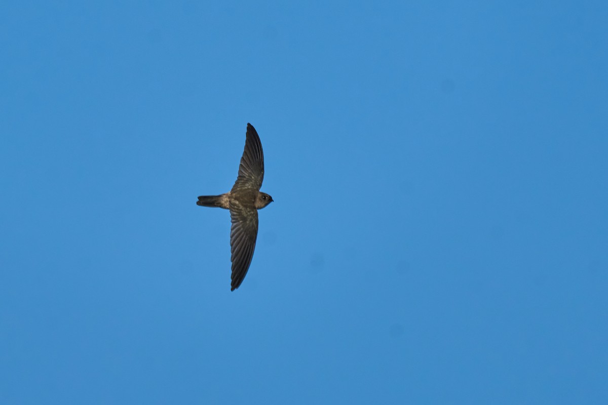 Himalayan Swiftlet (Himalayan) - ML643808089