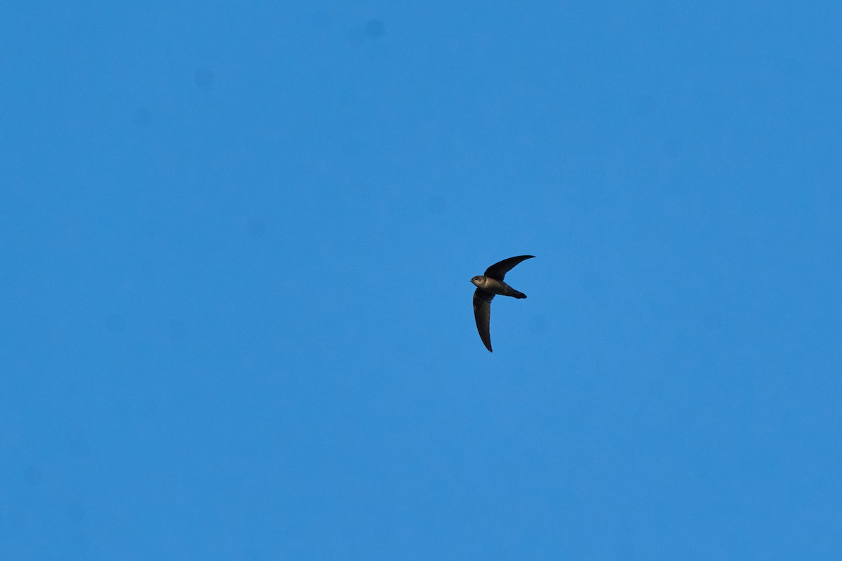 Himalayan Swiftlet (Himalayan) - ML643808090