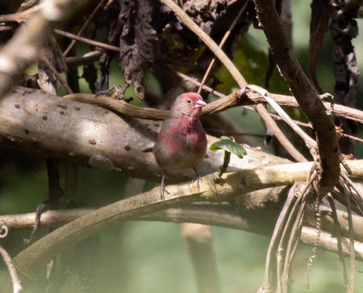 Red-billed Firefinch - ML643808116