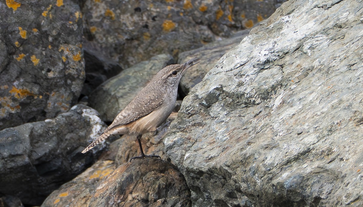 Rock Wren - ML643808118