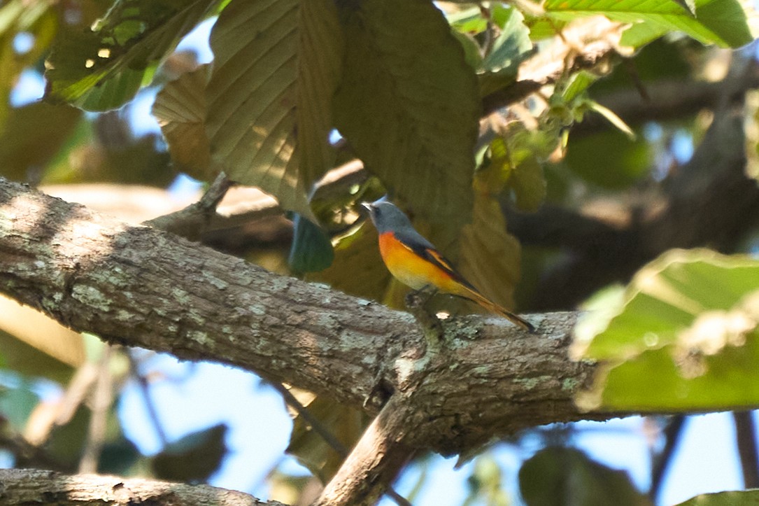 Small Minivet - ML643808120