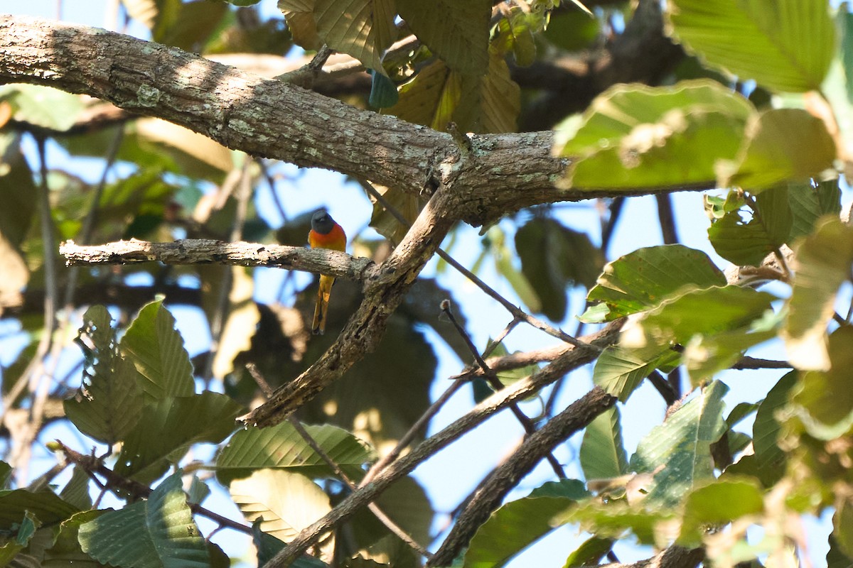Small Minivet - ML643808121