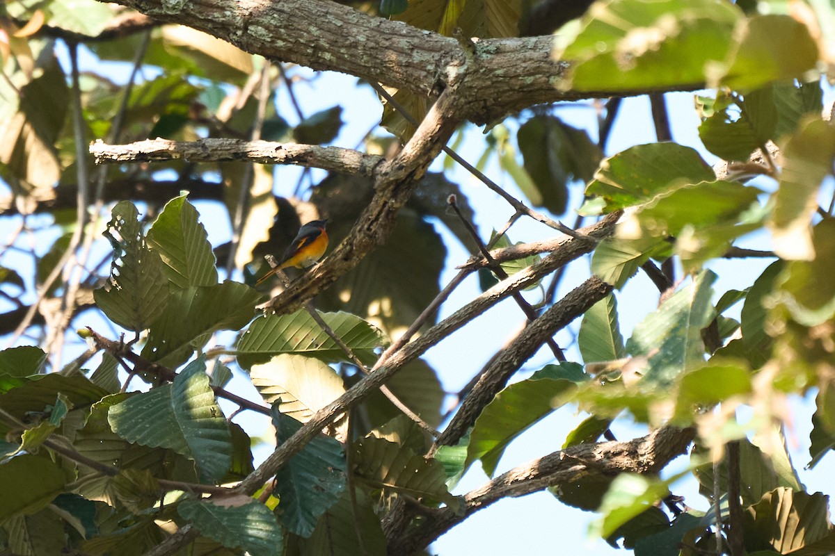 Small Minivet - ML643808122