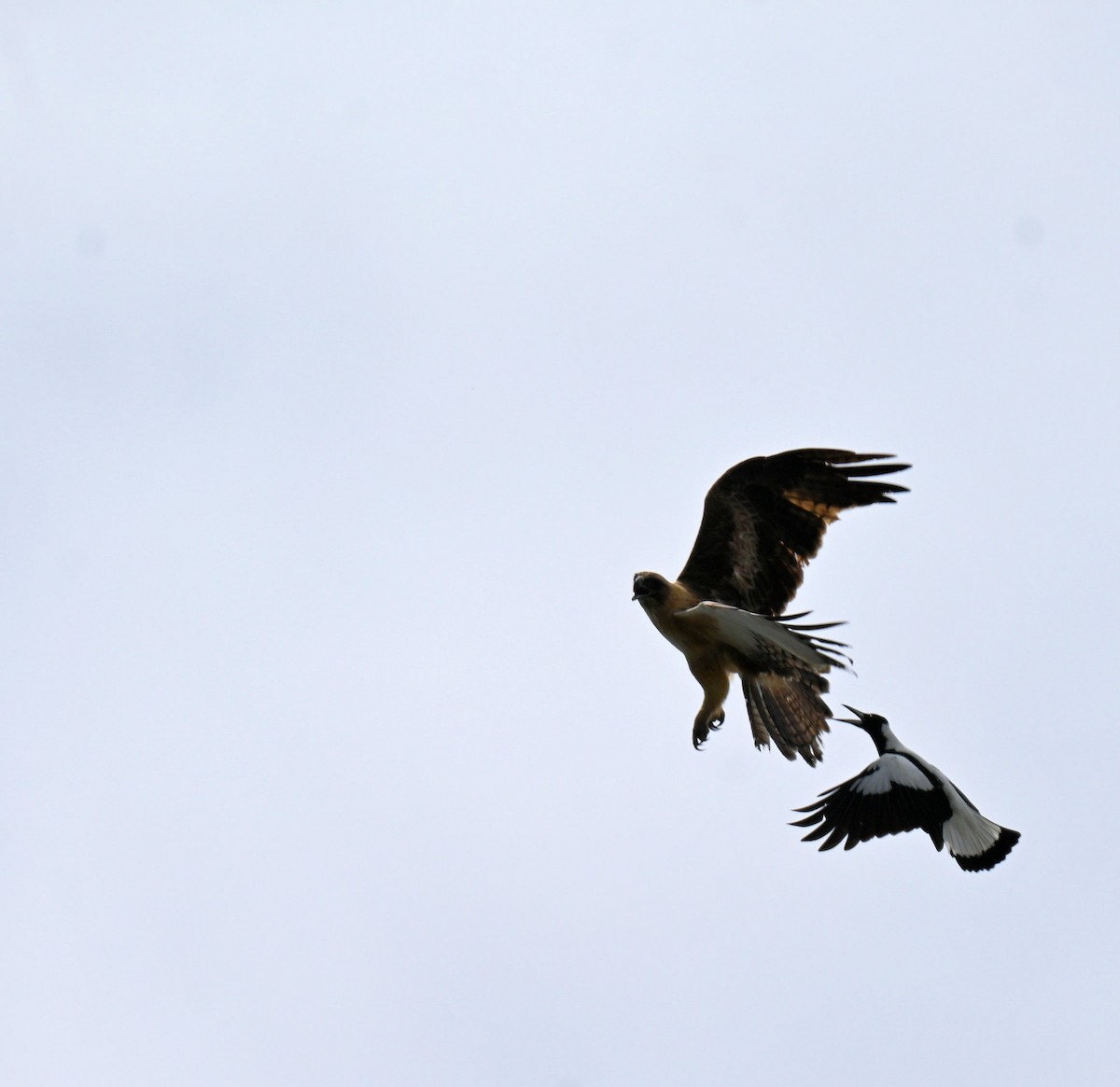 Little Eagle - ML643808133