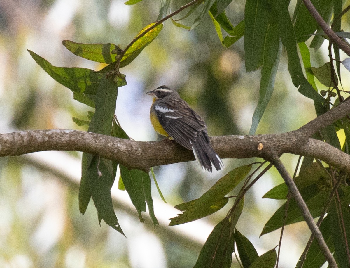 Cabanis's Bunting - ML643808134
