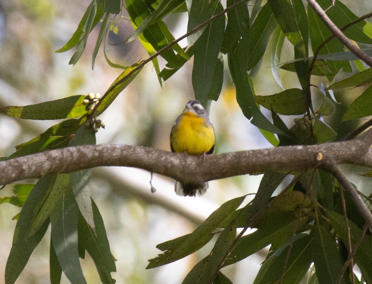 Cabanis's Bunting - ML643808136