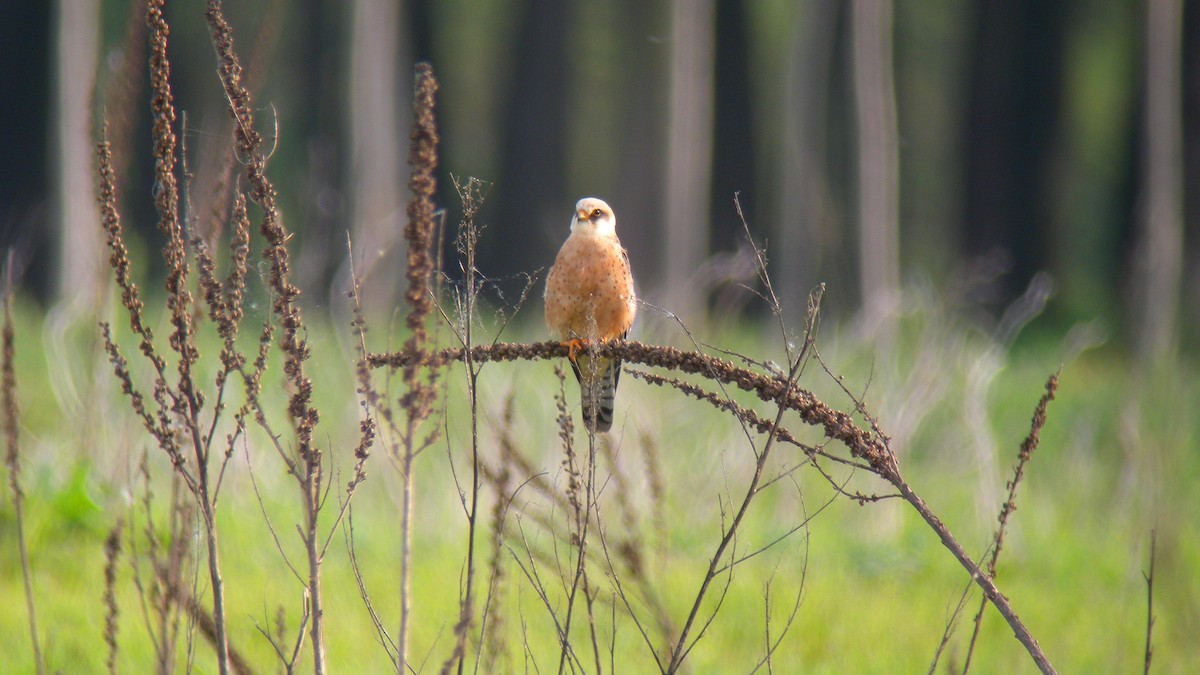 Red-footed Falcon - ML643808145