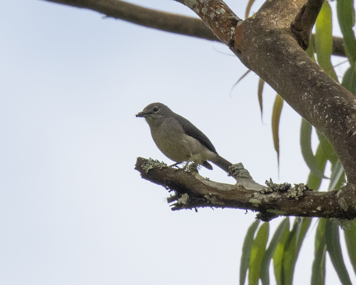 White-eyed Slaty-Flycatcher - ML643808153