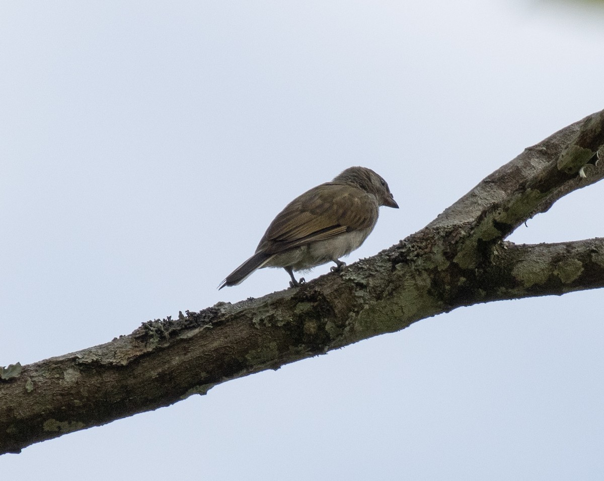Lesser Honeyguide - ML643808155