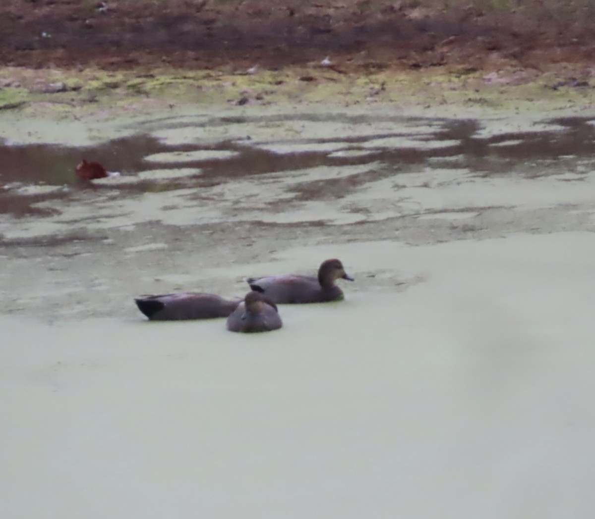 Gadwall - ML643808171