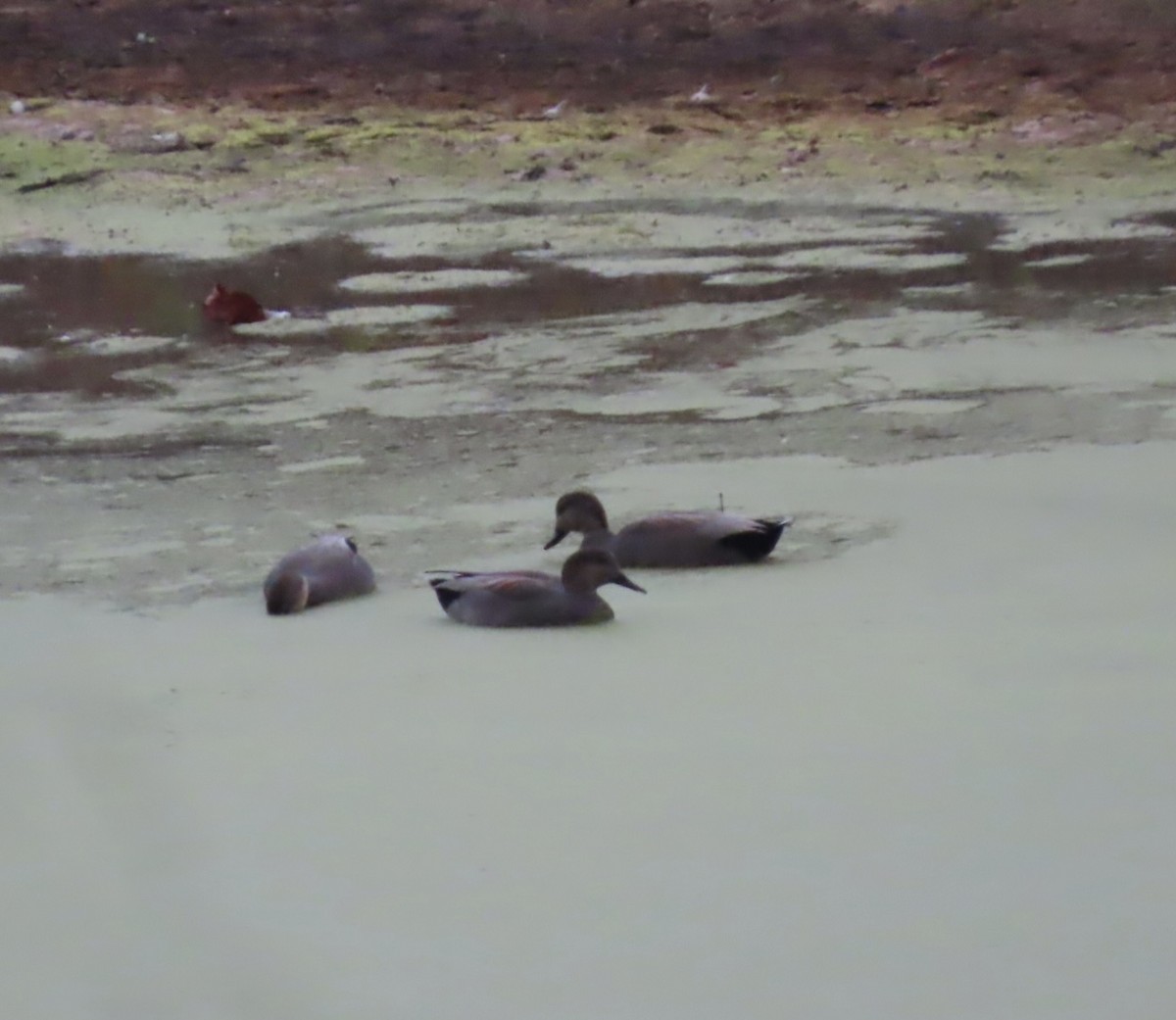 Gadwall - ML643808172