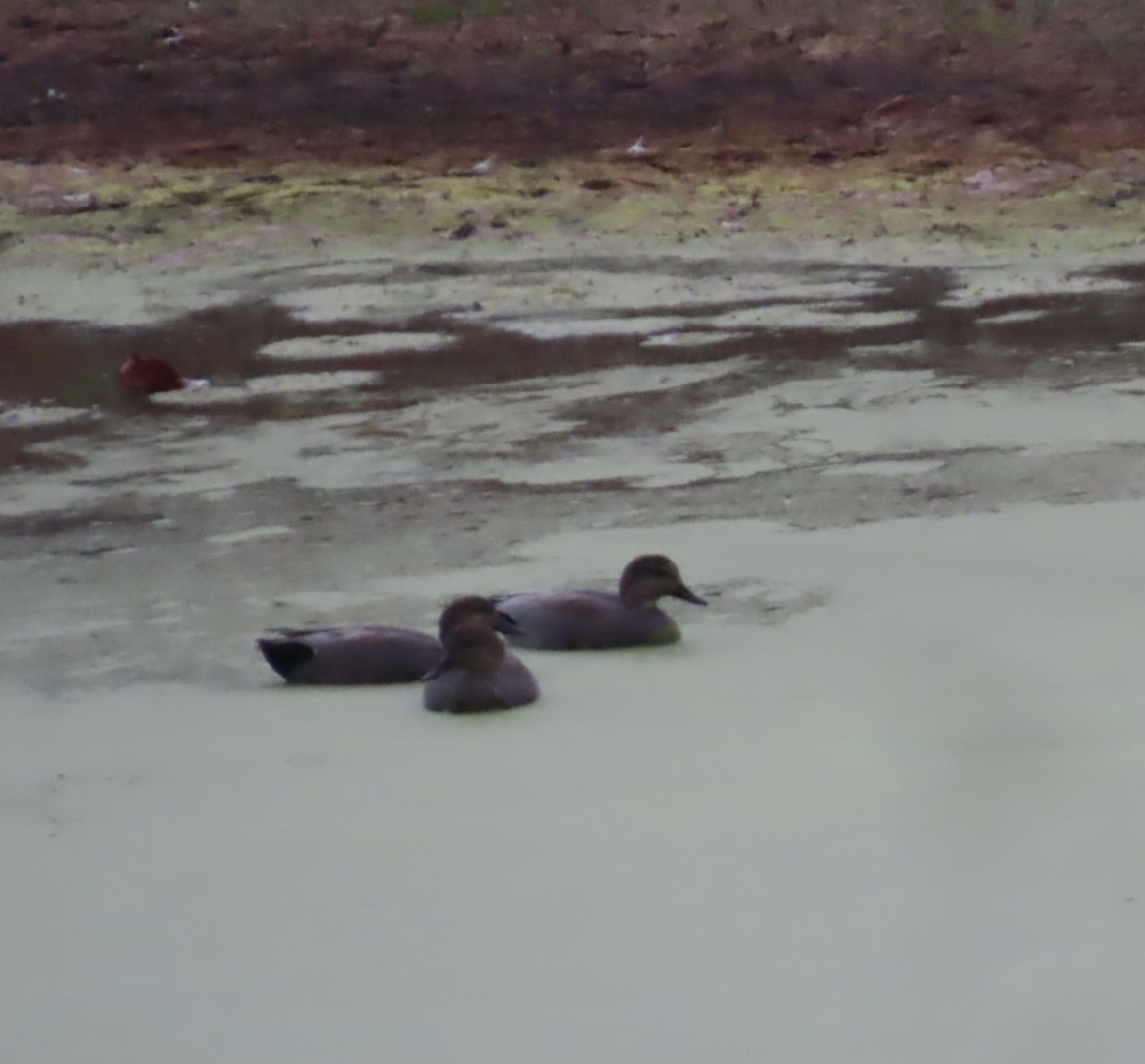 Gadwall - ML643808173