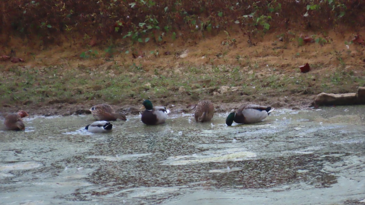 Mallard - ML643808179